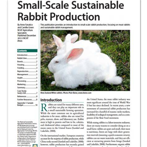 Small-Scale Sustainable Rabbit Production - raincitystudios.com