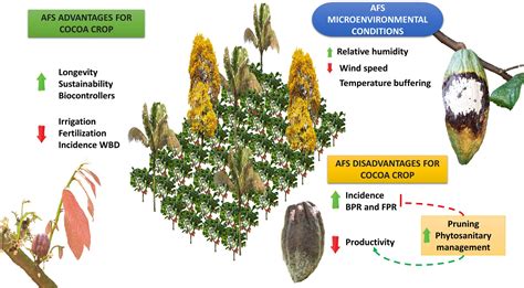 Smallholder cocoa agroforestry systems; is increased yield worth the ... - raincitystudios.com