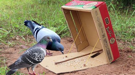 Smart DIY Bird Trap Using a Simple Cardboard Box! - balustradellc