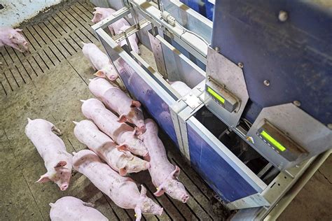 Smart Farming: The Role of Automated Pig Feeders - Barn World - balustradellc