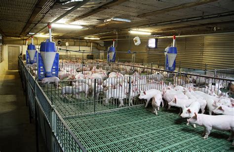 Smart Technology Integration for Automated Pig Housing Management - balustradellc
