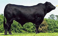 SMOAK CATTLE CO - MINNEOLA, FL - Business Data