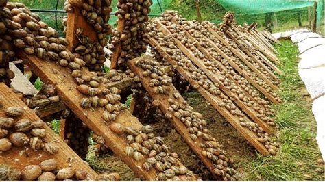 SNAIL FARM TECHNOLOGY ...be a millionaire from snails,