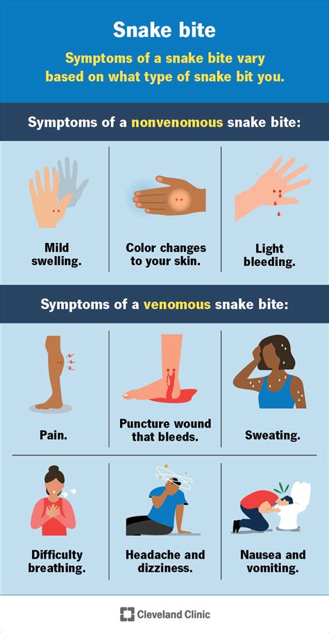 Snake Bite Blog - balustradellc