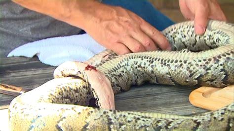 Snake Recipe from the Florida Everglades - balustradellc