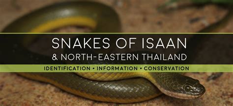 Snakes of Isaan | These are lizards I know can someone ... - balustradellc