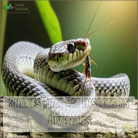 Snakes That Eat Bugs - muktibox.com