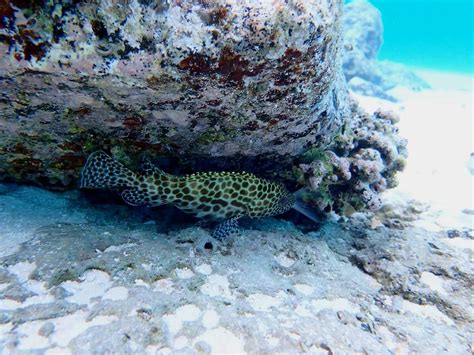 Snorkeling Report | A Guide to the Best Snorkeling Spots - balustradellc