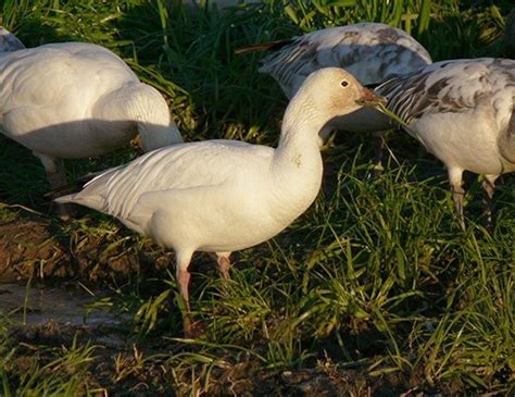 SNOW GOOSE OR BLUE GOOSE LIFE EXPECTANCY