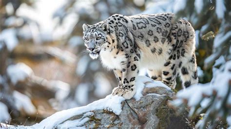 Snow Leopard: Species Facts, Info & More | WWF.CA - muktibox.com
