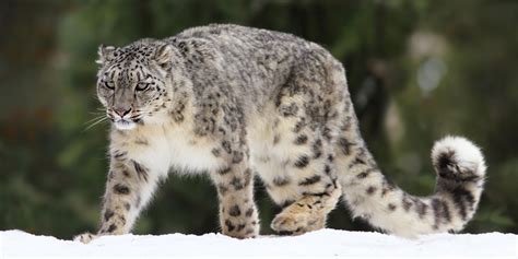 Snow Leopard | World Wildlife Fund - muktibox.com