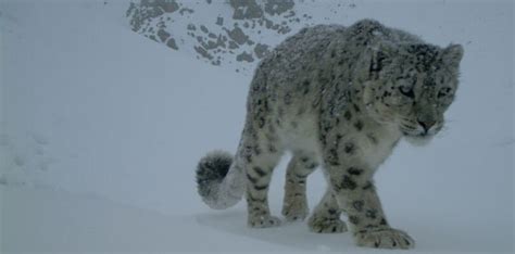 Snow Leopard Ecology - muktibox.com
