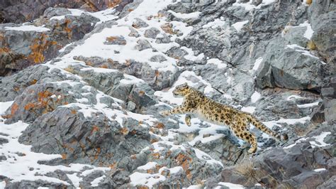 Snow Leopard Habitat Images - muktibox.com