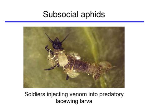 Social aphids: emerging model for studying insect sociality - muktibox.com
