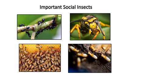 Social Insects - ScienceDirect - muktibox.com