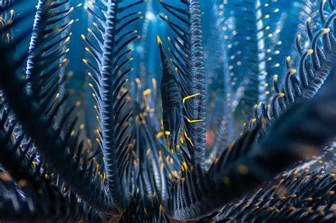 Soft coral macro photo wins Close Up Photographer of … - raincitystudios.com