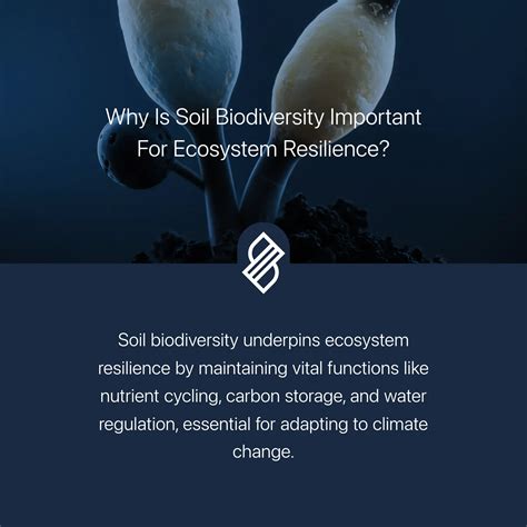 Soil Biodiversity and Functions | Soil Ecology and Ecosystem Services ... - raincitystudios.com