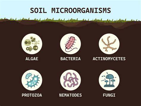 Soil Biota: In-Depth Overview of Microbes and Fauna - raincitystudios.com