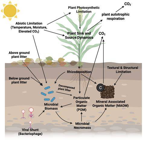 Soil carbon sequestration – An interplay between soil microbial ... - raincitystudios.com