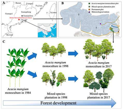 Soil changes induced by Acacia mangium plantation establishment ... - raincitystudios.com