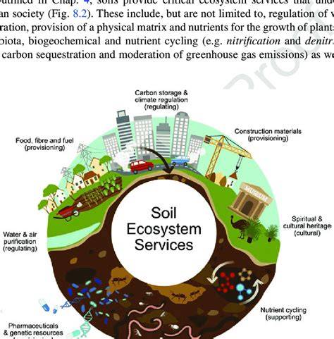 Soil Ecosystem Services: A Comprehensive Guide - raincitystudios.com