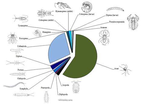Soil Fauna Diversity - Function, Soil Degradation, … - raincitystudios.com