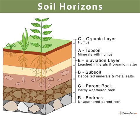 Soil Horizons Development & Soil Profile : Plantlet … - wintechmobiles.com