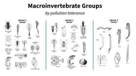 Soil Macro-Invertebrates: Their Impact on Plants and Associated ... - raincitystudios.com