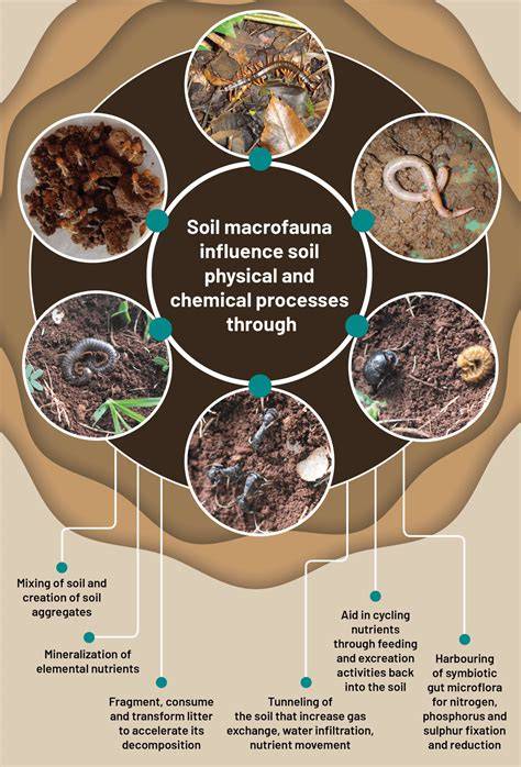 Soil Macrofauna: The Hidden Drivers - raincitystudios.com