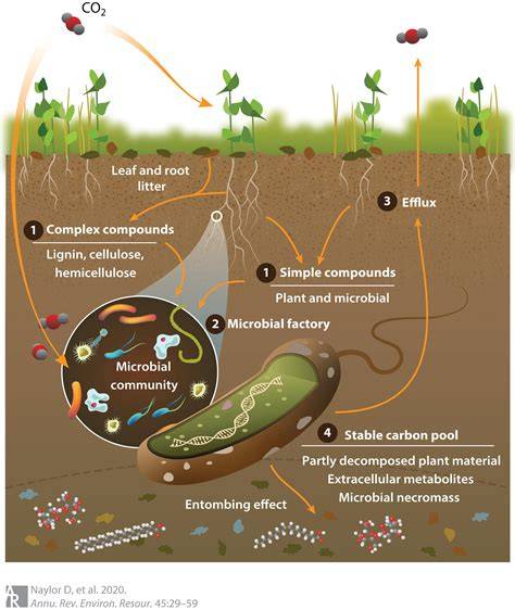 Soil microbial biomass and its controls | Journal of Forestry Research ... - raincitystudios.com