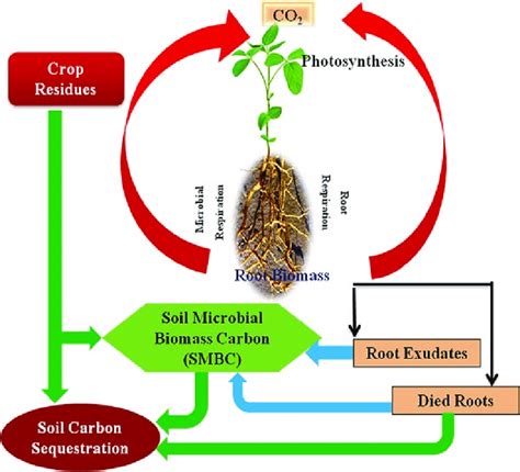 Soil microbial biomass carbon stock and its relation with climatic and ... - raincitystudios.com