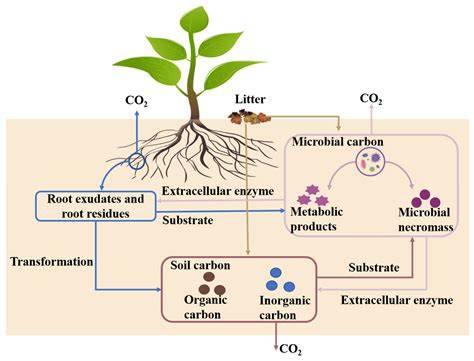 Soil microbial metabolism on carbon and nitrogen ... - Nature - raincitystudios.com