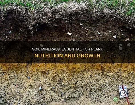 Soil Minerals and Plant Nutrition | Learn Science at Scitable - muktibox.com
