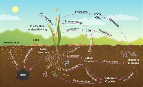 Soil Organic Carbon and Nutrient Cycling in the Forest Ecosystems - raincitystudios.com