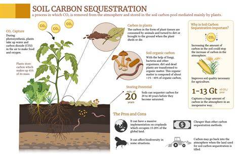 Soil Organic Carbon Sequestration Potential and Constraints in Arid ... - raincitystudios.com
