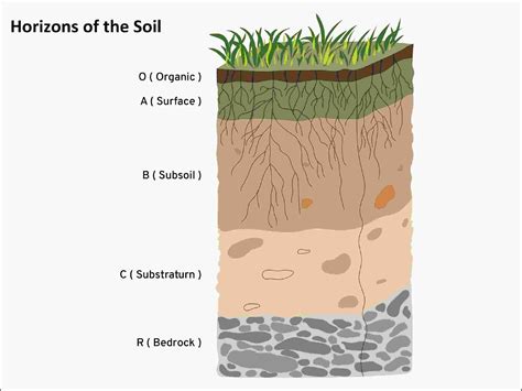 SOIL PROFILE AND HORIZONS | Biogeography … - wintechmobiles.com