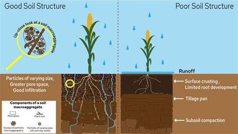 SOIL - Can we manipulate root system architecture to control soil erosion? - raincitystudios.com