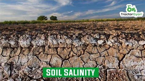Soil salinity | Global Soil Partnership | Food and … - raincitystudios.com