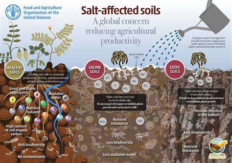Soil Salinity and Sustainable Agriculture - Springer - raincitystudios.com