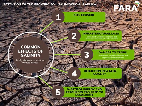 Soil Salinization: How To Prevent And Manage Its Effects - raincitystudios.com