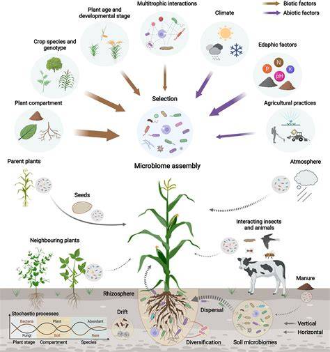 Soil structure and microbiome functions in agroecosystems - raincitystudios.com