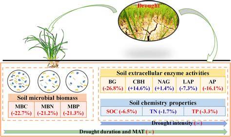Soil temperature, microbial biomass and enzyme activity are the ... - raincitystudios.com