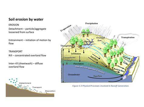 Soil Transport by Water Erosion Affects the Distribution of Ground ... - raincitystudios.com