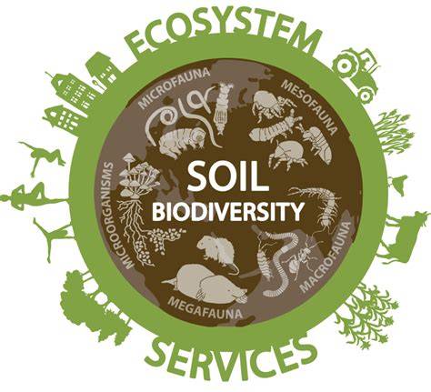 Soils and the Delivery of Ecosystem Services - raincitystudios.com