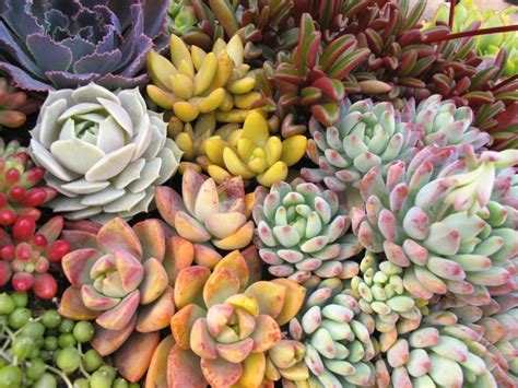 SOLANA SUCCULENTS - 66 Photos & 47 Reviews - Yelp