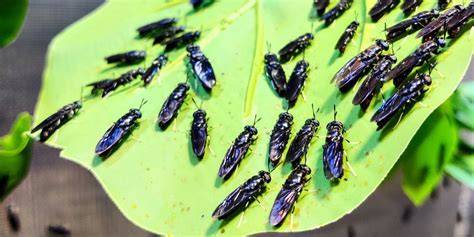 Soldier Flies - Insects in the City - raincitystudios.com