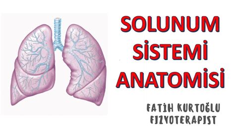 SOLUNUM SİSTEMİ  KONU ANLATIMI Blogger. 