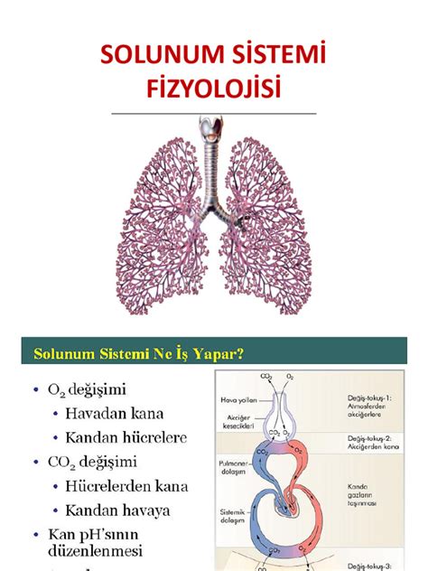 SOLUNUM SİSTEMİ PDF Scribd.
