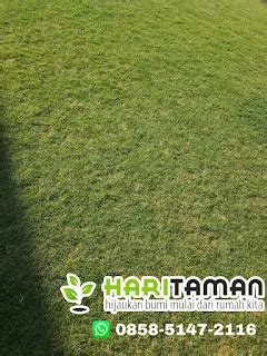 Solusi Lengkap untuk Lapangan Golf: Rumput … - balustradellc