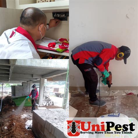 Solusi Tuntas Mengatasi Rayap dengan Jasa Anti Rayap Profesional - - balustradellc